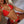 ‘Ocean Beach’ Red Bikini - Bikini Genie (1482128064621)